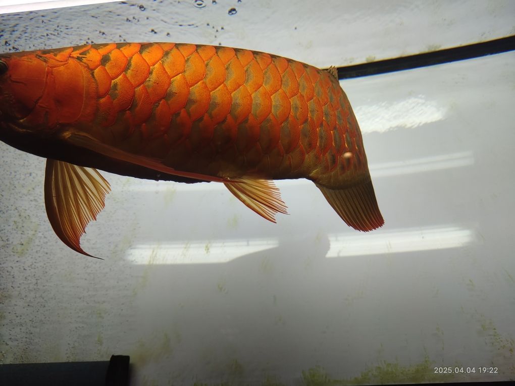 紅龍魚側燈