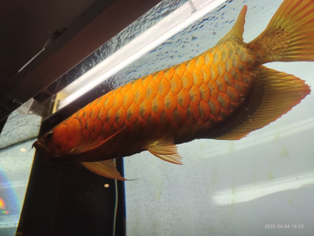 紅龍魚側燈