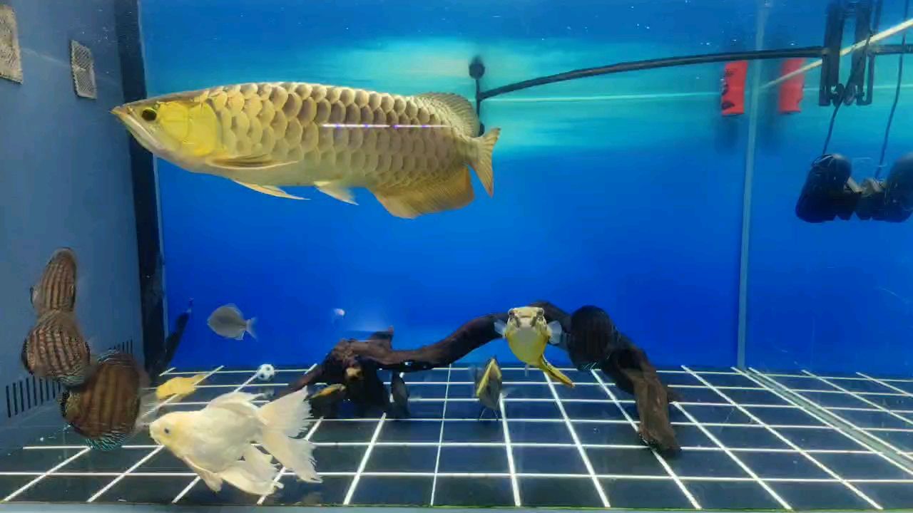 換水換水