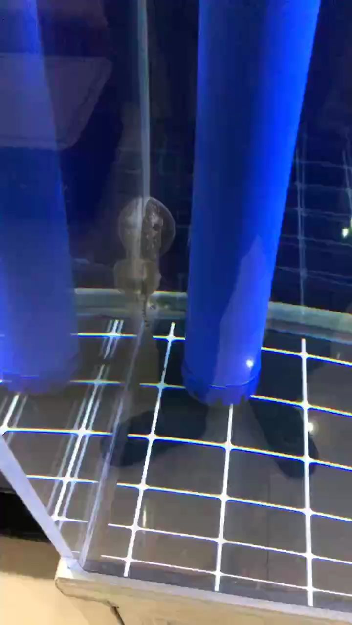 豬鼻龜19年買的小的，魟魚(yú)買了半個(gè)月，金龍今天剛到家，都是小苗