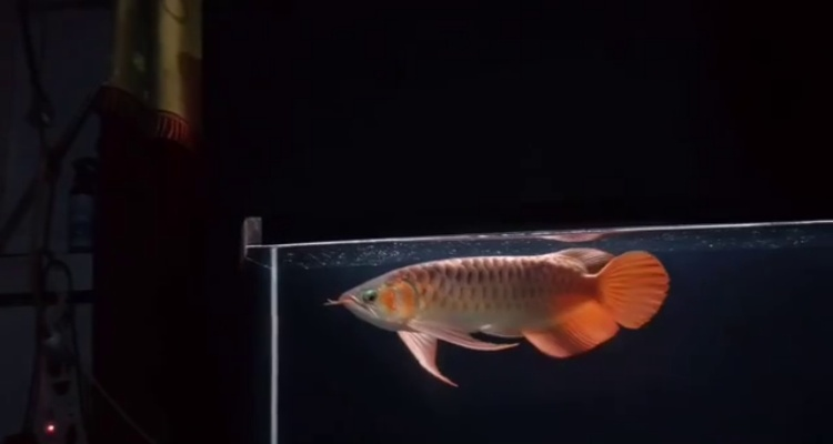 產于大湖野生冠軍種魚的后代，世界頂級品質，漁場提供試養服務，不滿意無條件換。