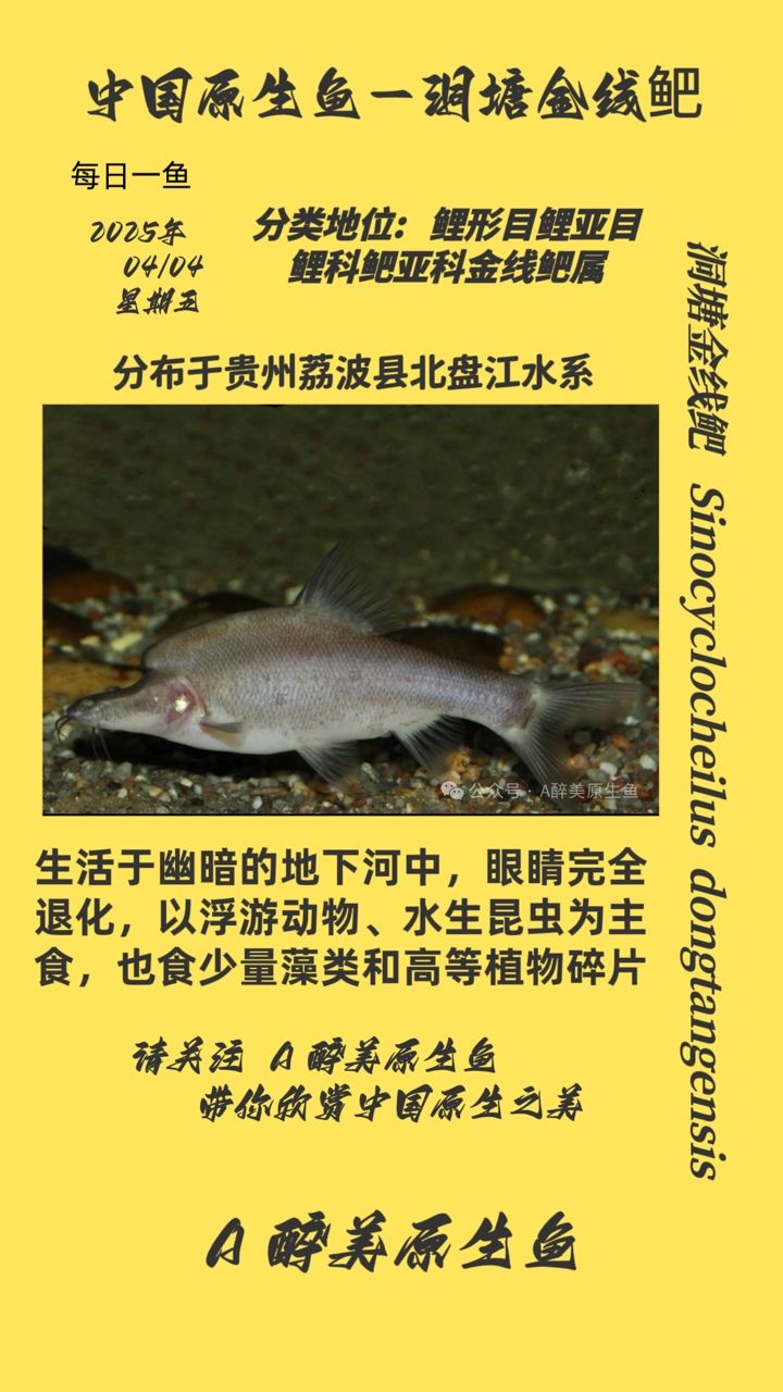 洞塘金線鲃