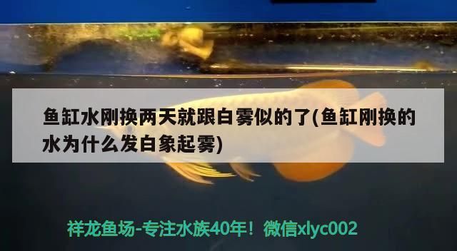 魚缸水剛換兩天就跟白霧似的了(魚缸剛換的水為什么發白象起霧) 魚缸水剛換兩天就跟白霧似的了(魚缸剛換的水為什么發白象起霧) 錦鯉魚百科