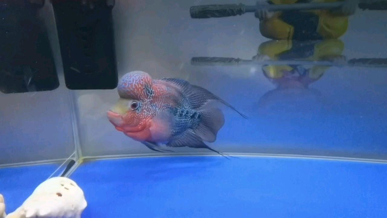 打卡，小羅日常 打卡，小羅日常 龍魚論壇