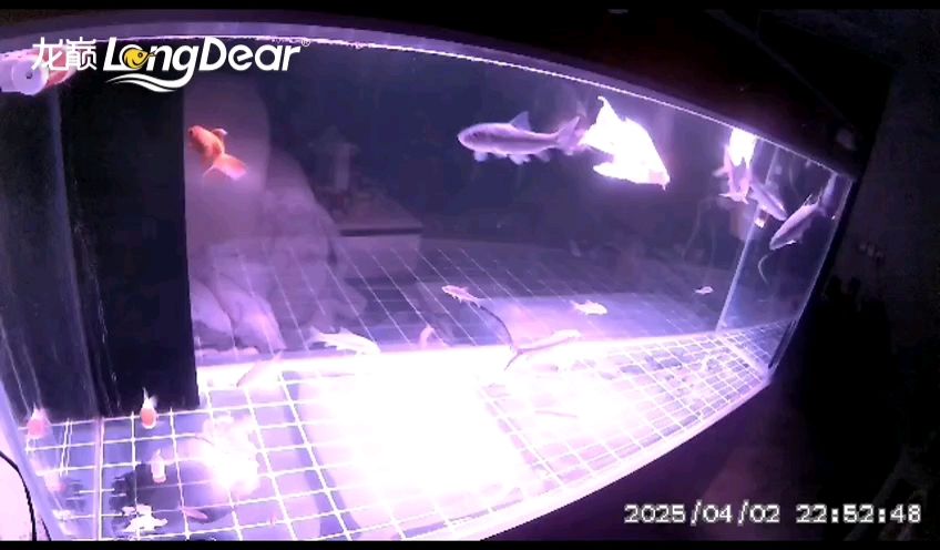 轉發750 轉發750 龍魚論壇