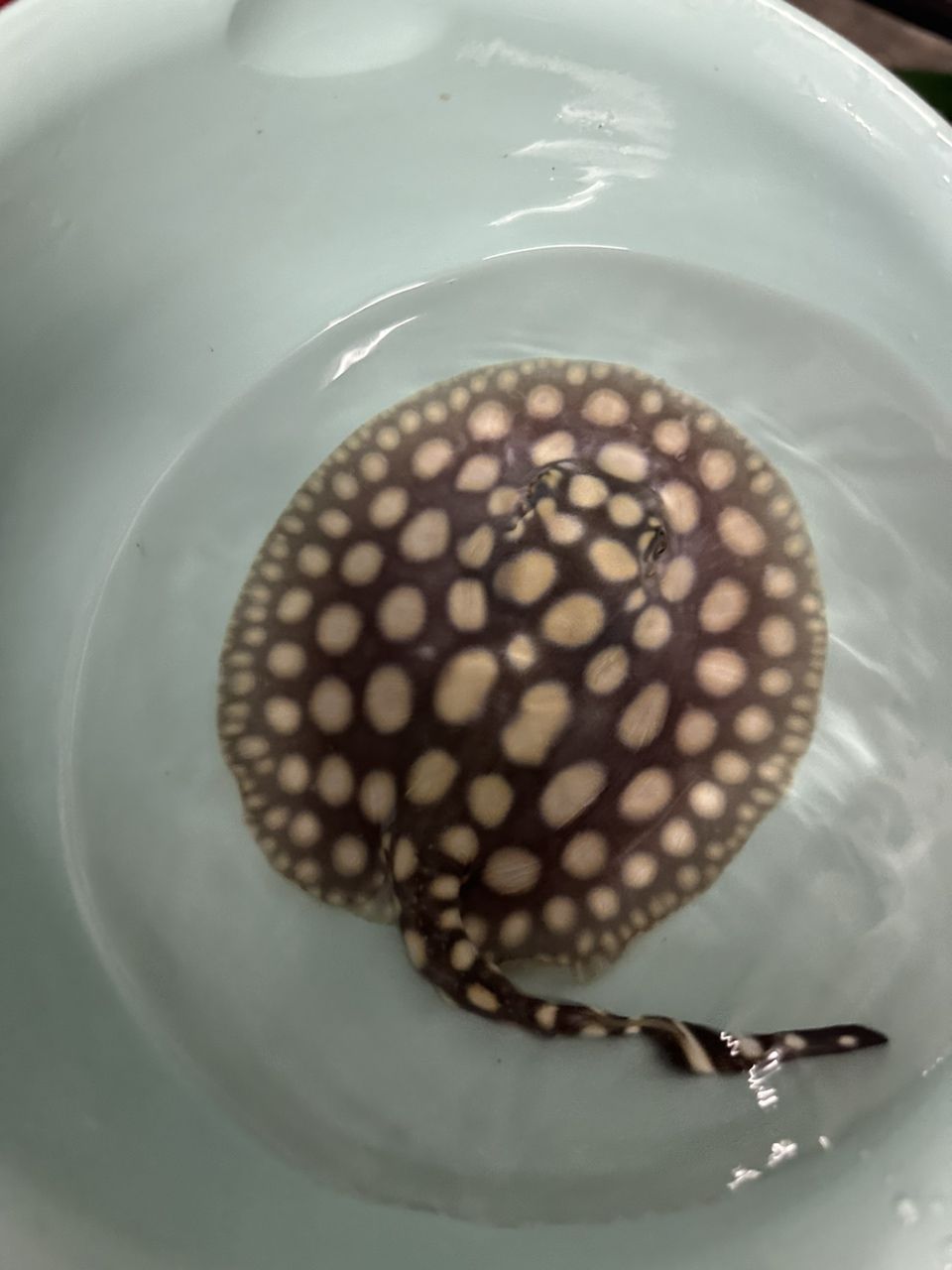 不到兩個月的母魚，記錄一下