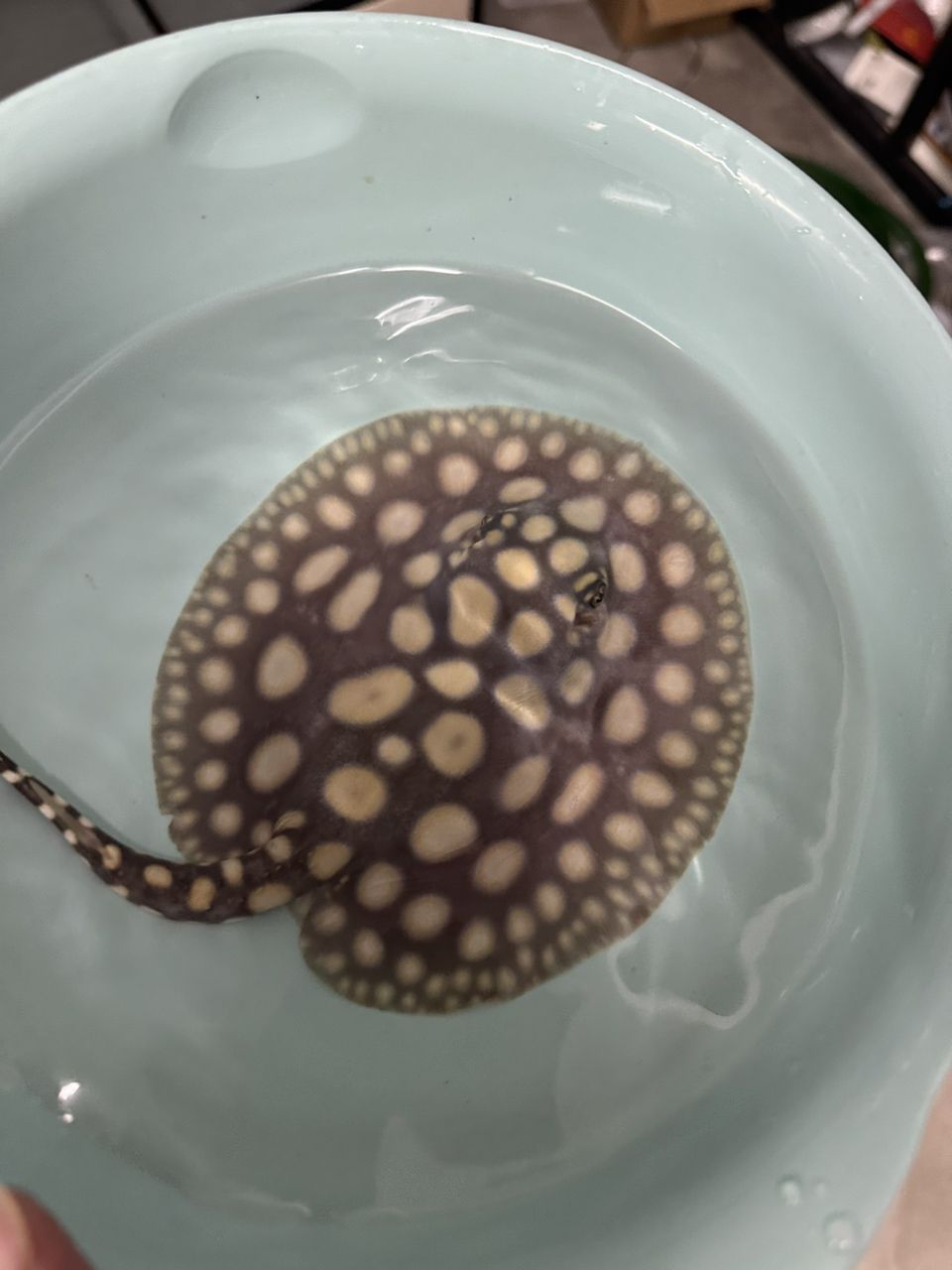 不到兩個月的母魚，記錄一下
