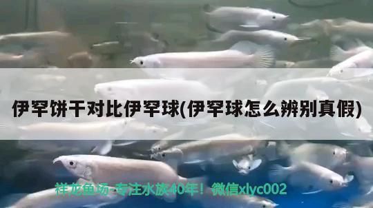 伊罕餅干對比伊罕球(伊罕球怎么辨別真假)