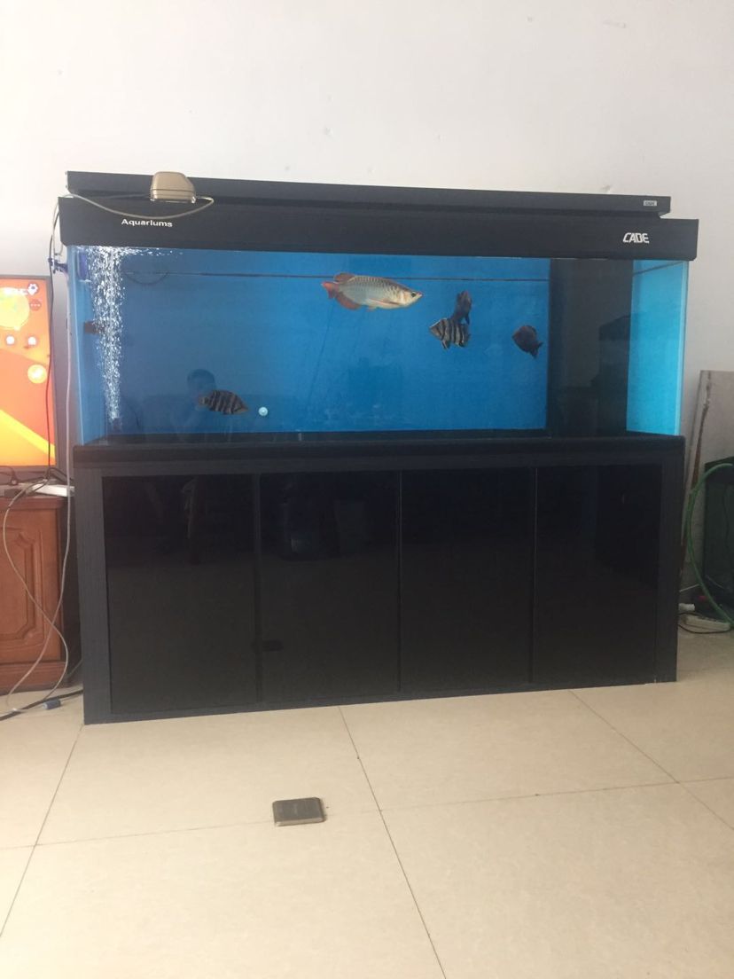 彩蝶魚缸紅龍魚泗水頂級