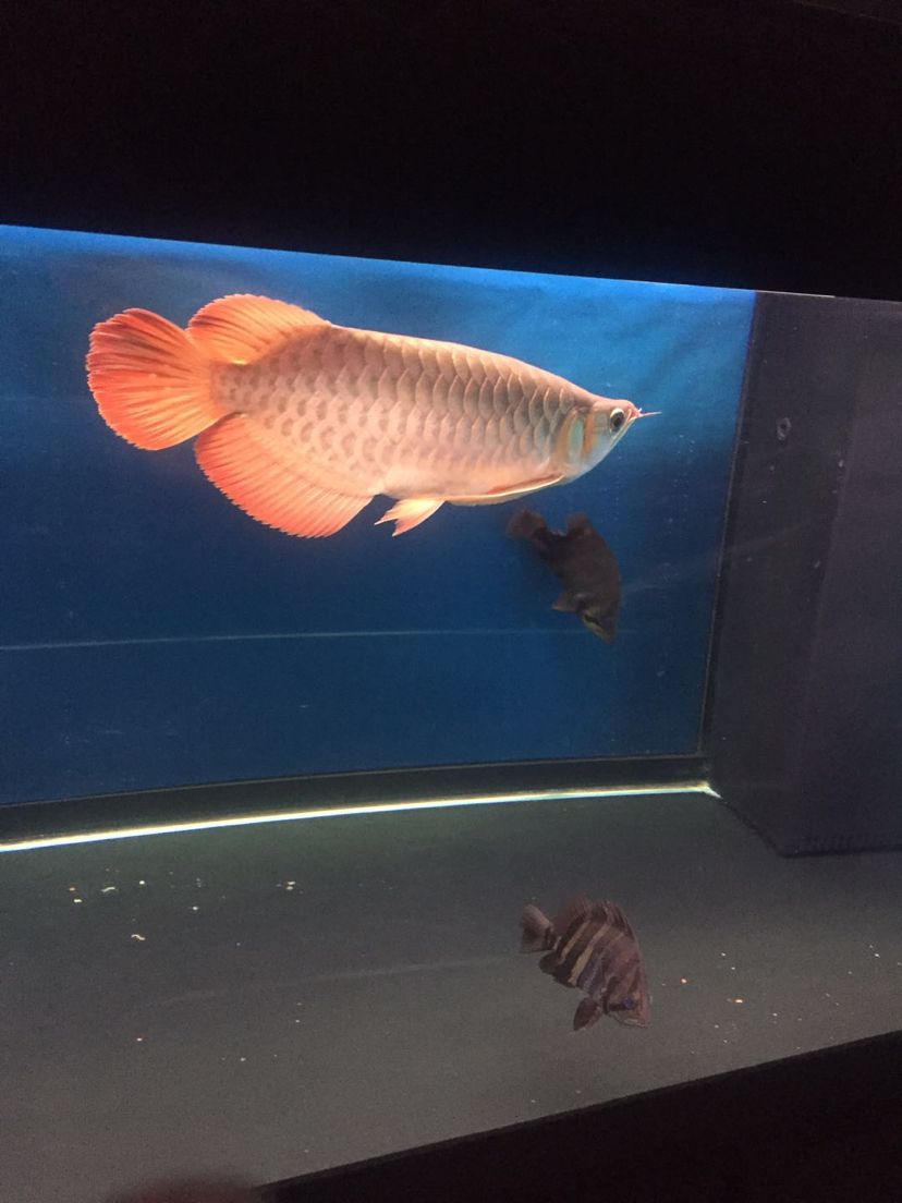 彩蝶魚缸紅龍魚泗水頂級