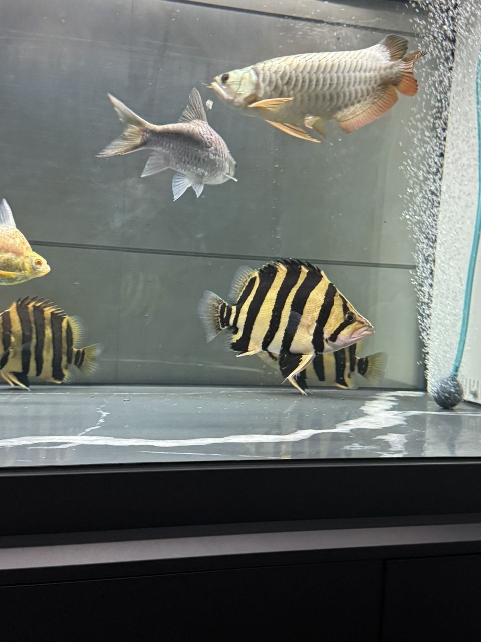 每晚回家看到心情都好多了 每晚回家看到心情都好多了 龍魚論壇 第3張