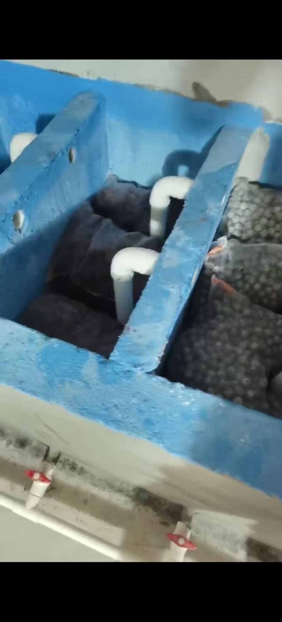 我的魚池建成記 我的魚池建成記 龍魚論壇 第11張