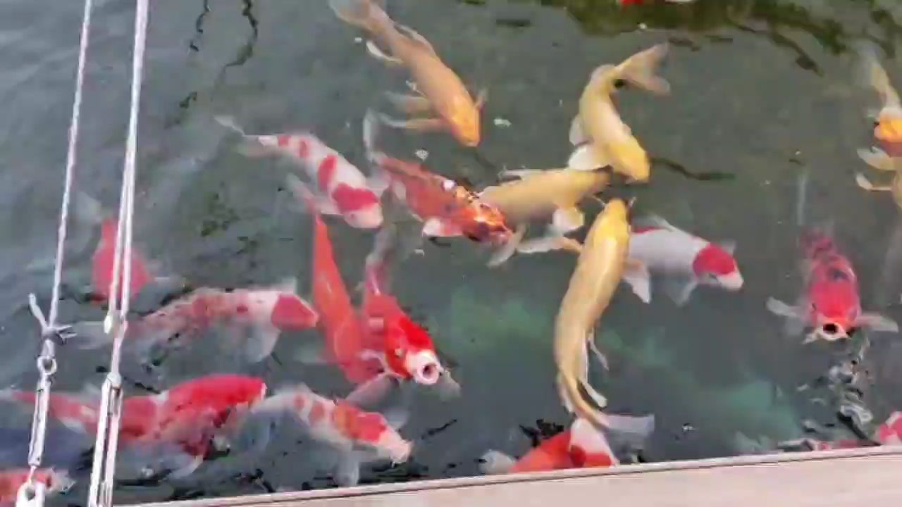人人都可以這么輕松地養(yǎng)好錦鯉
