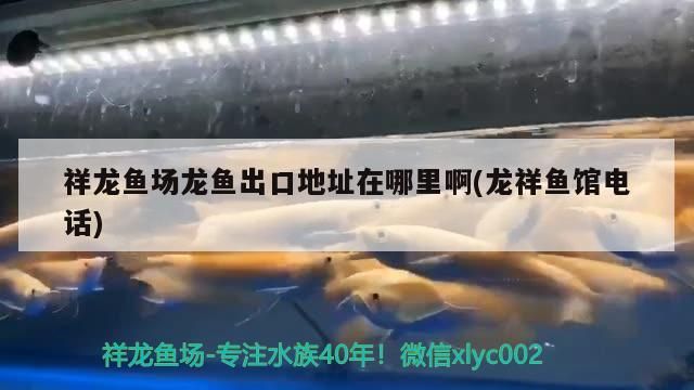 祥龍魚場龍魚出口地址在哪里啊(龍祥魚館電話)