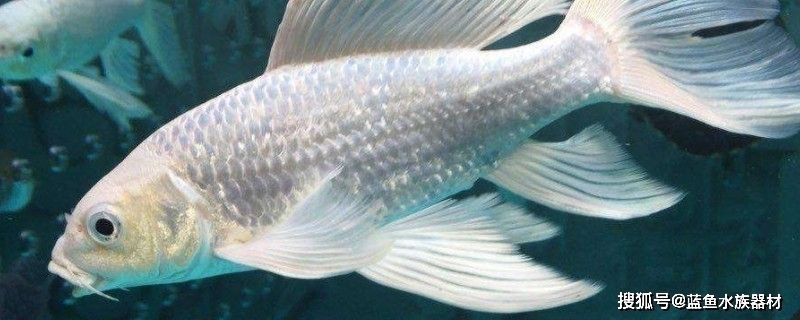 蝴蝶鯉魚苗尾巴會長嗎（蝴蝶鯉的尾巴在飼養過程中的作用）