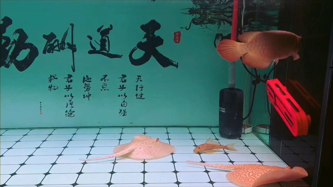 今天喂食的時(shí)候家人說(shuō)它長(zhǎng)胖了，那就記錄一下吧