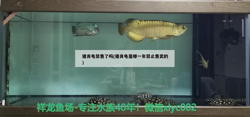豬鼻龜是什么時候禁止養犯法嗎：養殖豬鼻龜的注意事項