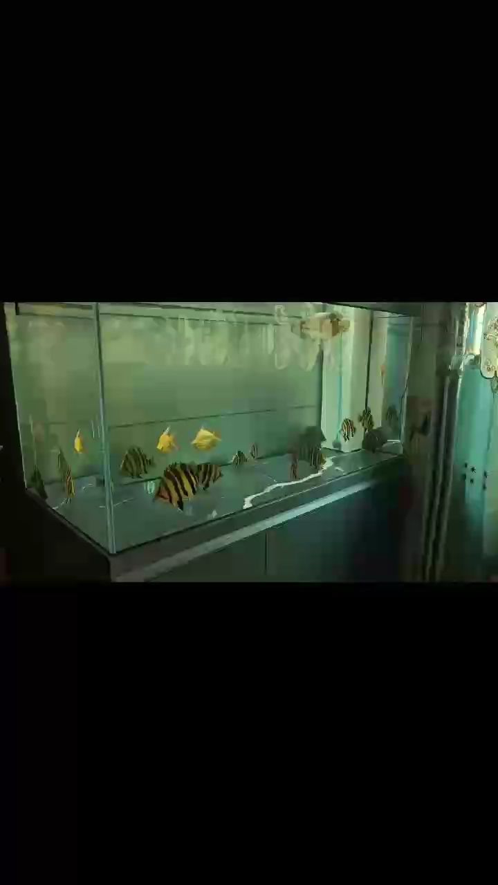 整起來，看看這一缸