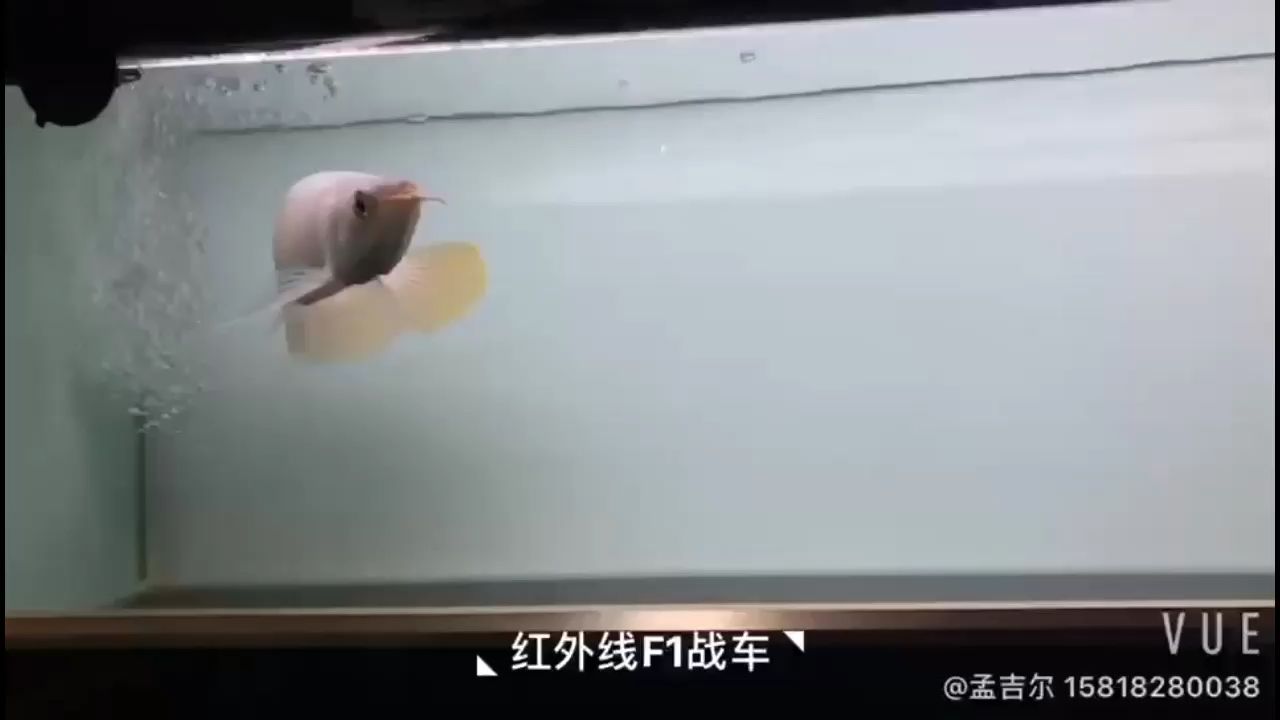衢州觀賞魚市場孟吉爾極品紅外線F1