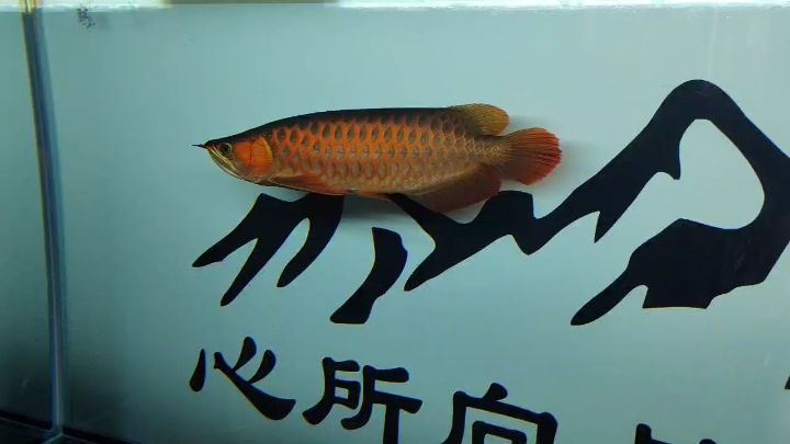 到家第三天，期待你的更好表現
