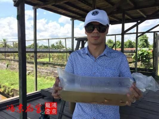 鴻京龍宮紅龍魚怎么樣：鴻京龍宮紅龍魚市場價格對比鴻京龍宮紅龍魚市場價格對比