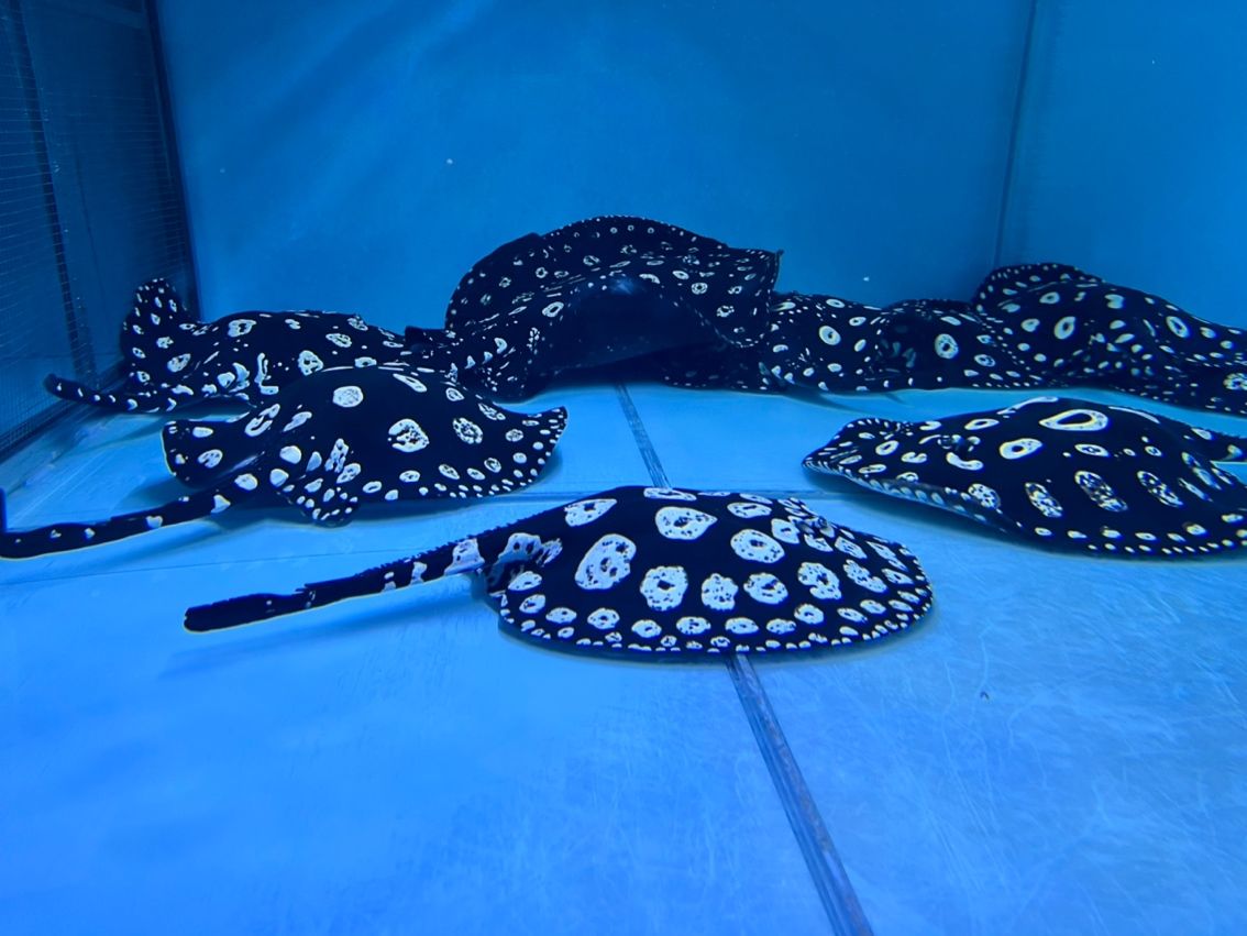 #忙碌 #忙碌 龍魚論壇 第2張