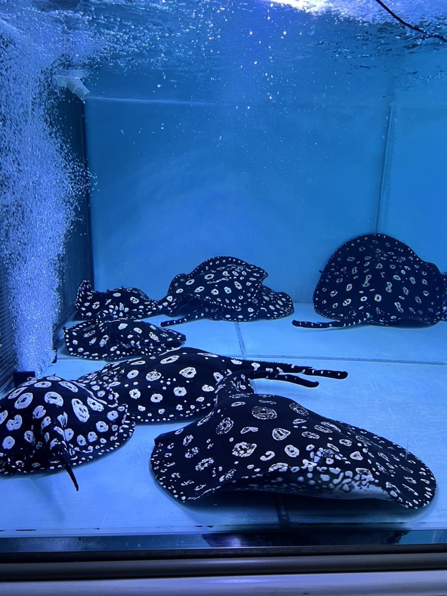 #忙碌 #忙碌 龍魚論壇 第5張