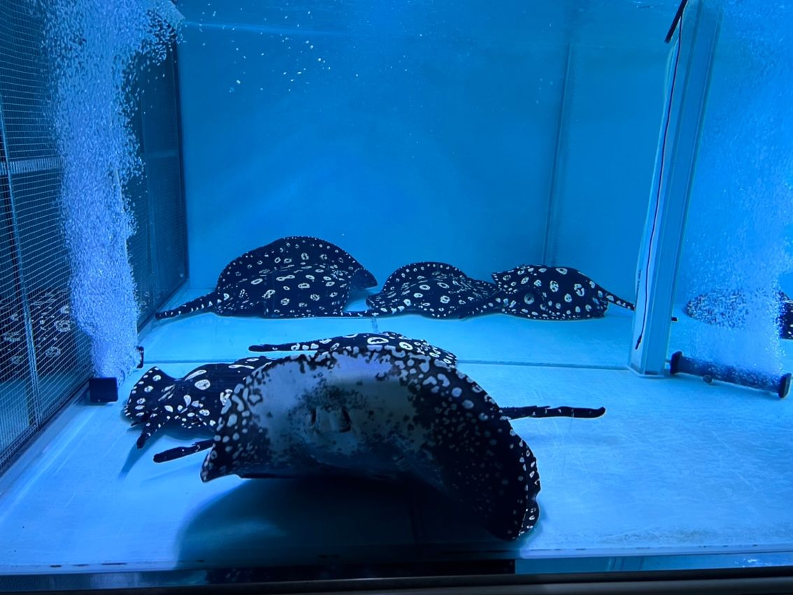 #忙碌 #忙碌 龍魚論壇 第6張