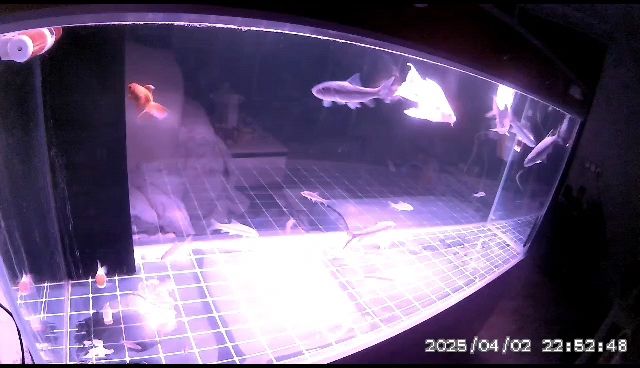 廣溫魚
