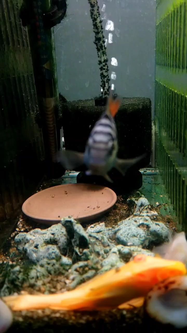 小雜魚，感覺還行