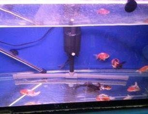 觀賞魚(yú)交流平臺(tái)有哪些品牌（知名觀賞魚(yú)交流平臺(tái)）