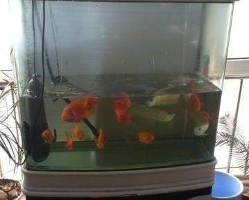 觀賞魚(yú)交流平臺(tái)有哪些品牌（知名觀賞魚(yú)交流平臺(tái)）