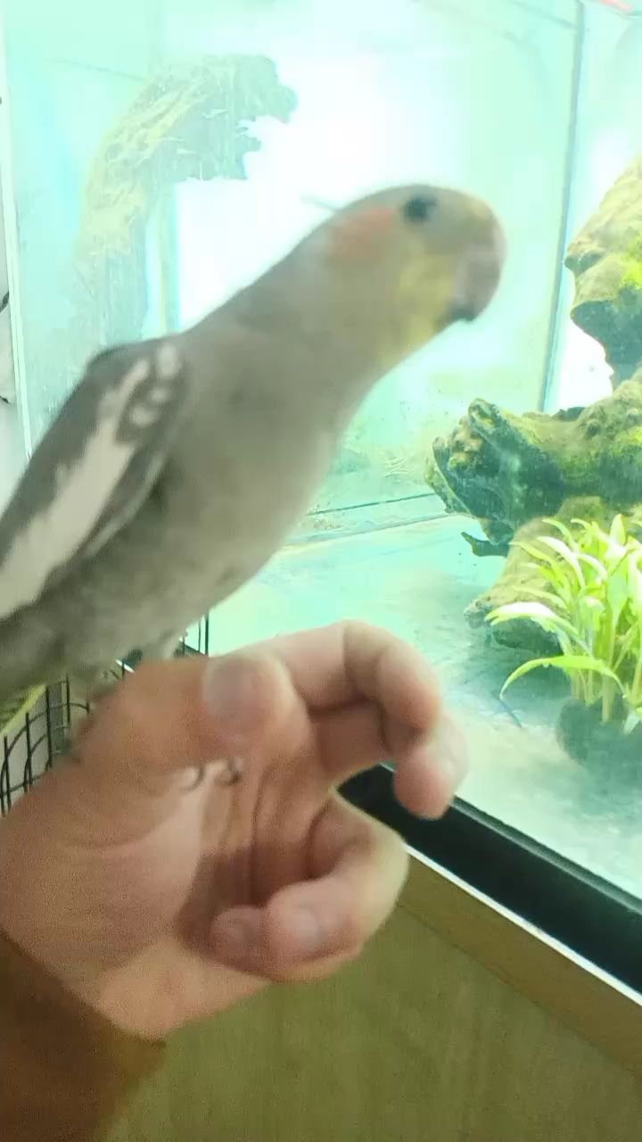 第一次上手，唱歌