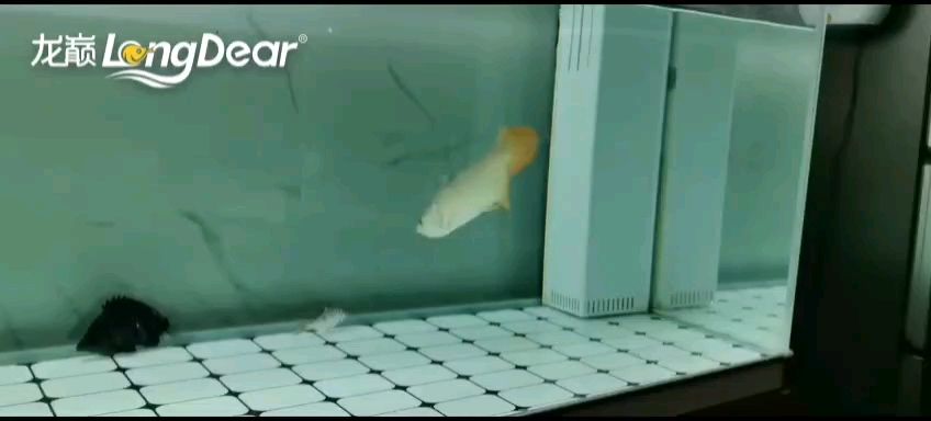 我的虎魚真菌感染了要怎么處理 轉發748 龍魚論壇 轉發748 轉發748 龍魚論壇