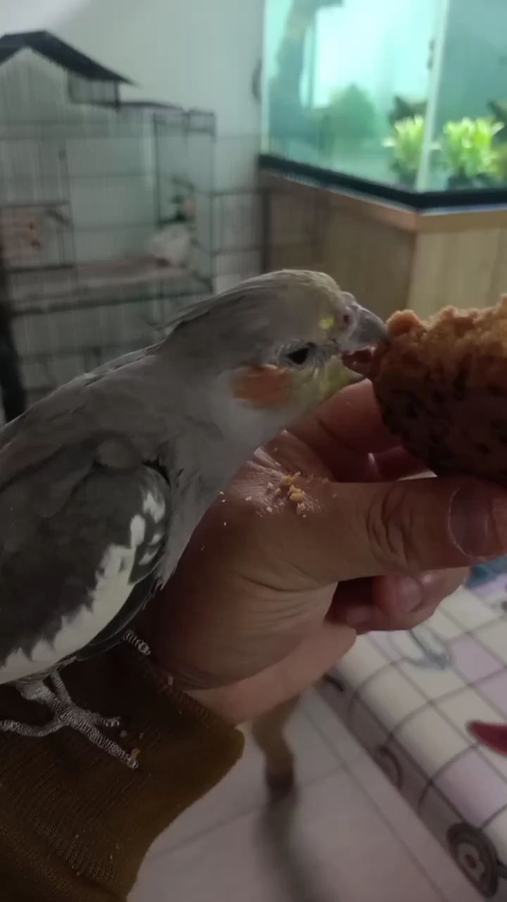 啥都吃