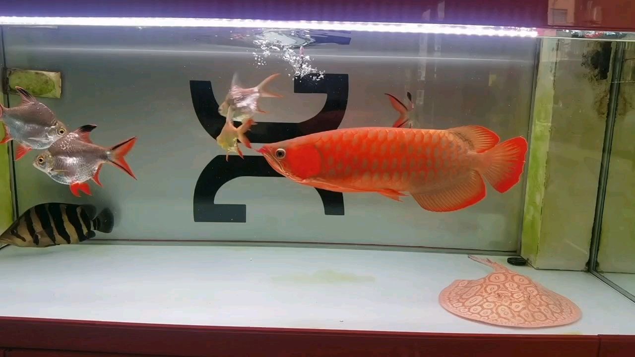 汗魚缸開始暴澡了