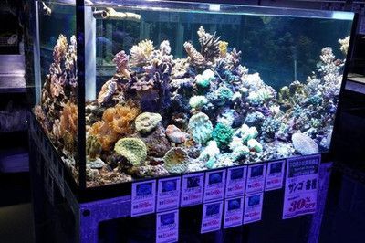 水族館加盟店有哪些好：水族館加盟品牌及其詳細(xì)信息：水族館加盟品牌及其詳細(xì)信息