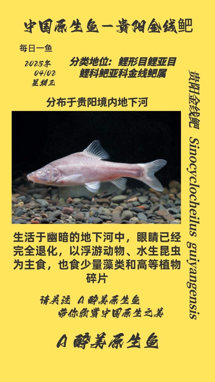 貴陽金線鲃