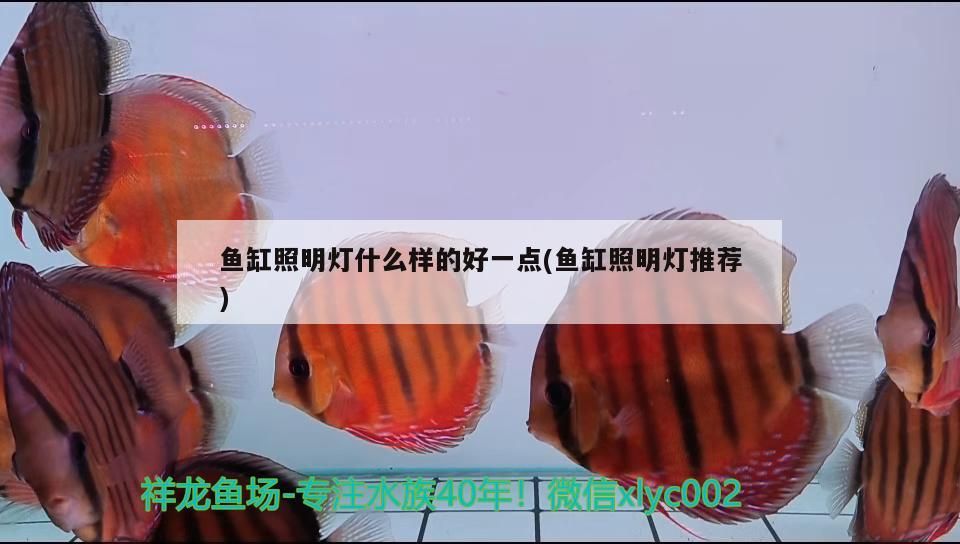 魚缸照明燈什么樣的好一點(diǎn)(魚缸照明燈推薦)