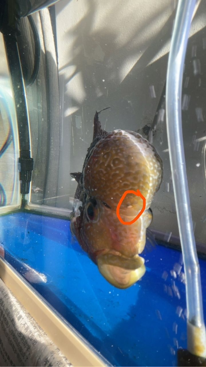 是頭洞嗎？