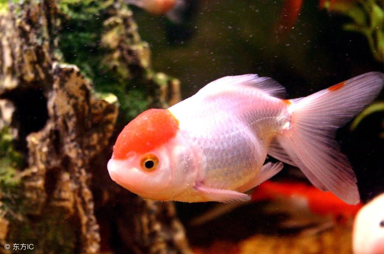 白色錦鯉的風(fēng)水作用（白色錦鯉在風(fēng)水學(xué)中具有招財(cái)旺福的作用）