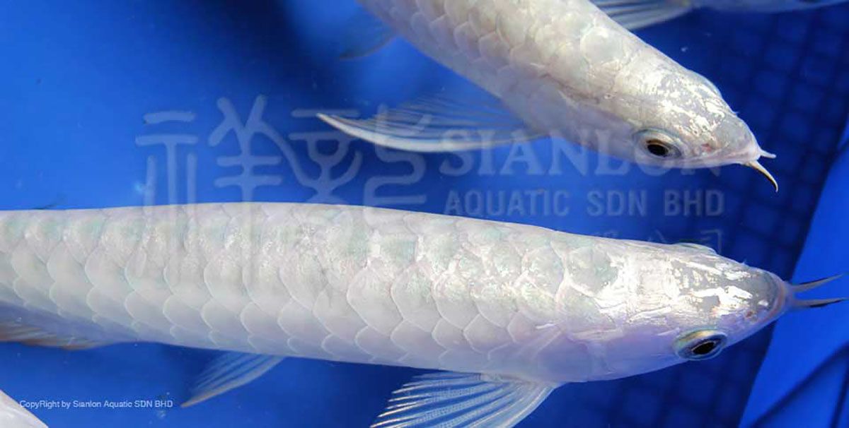 祥龍魚場介紹