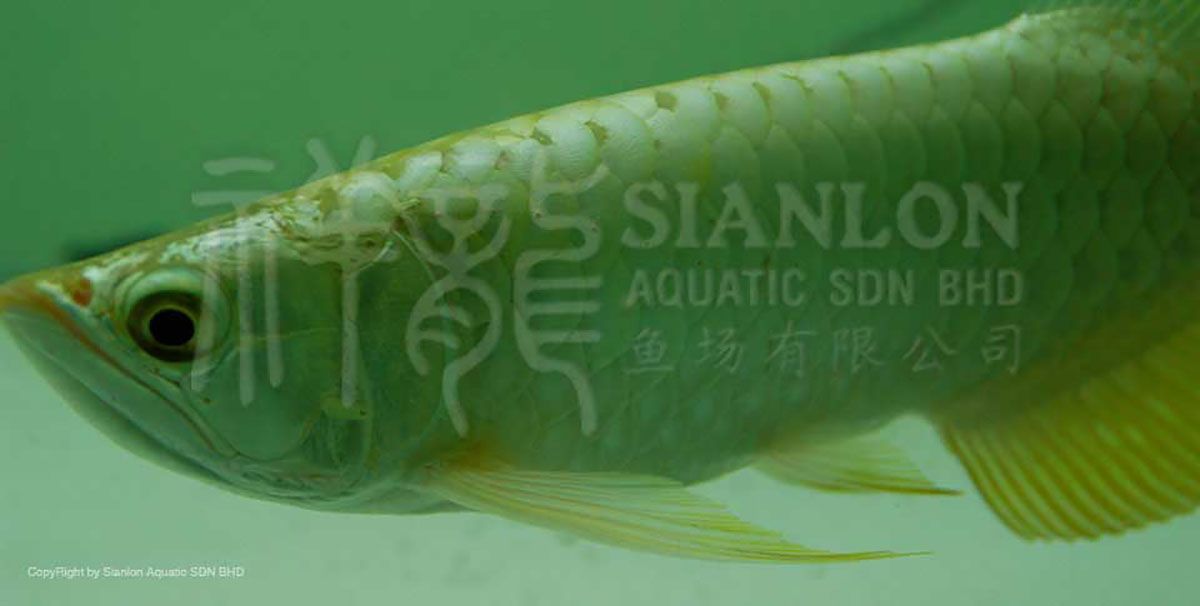 祥龍魚場介紹