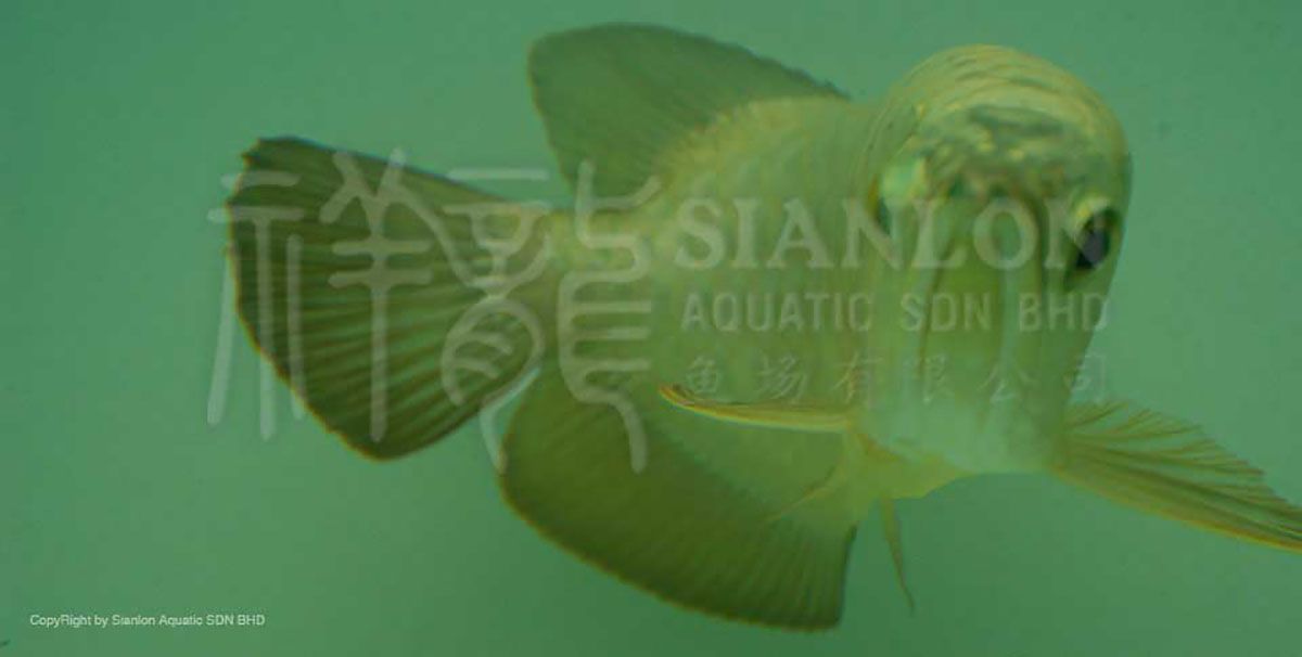 祥龍魚場介紹