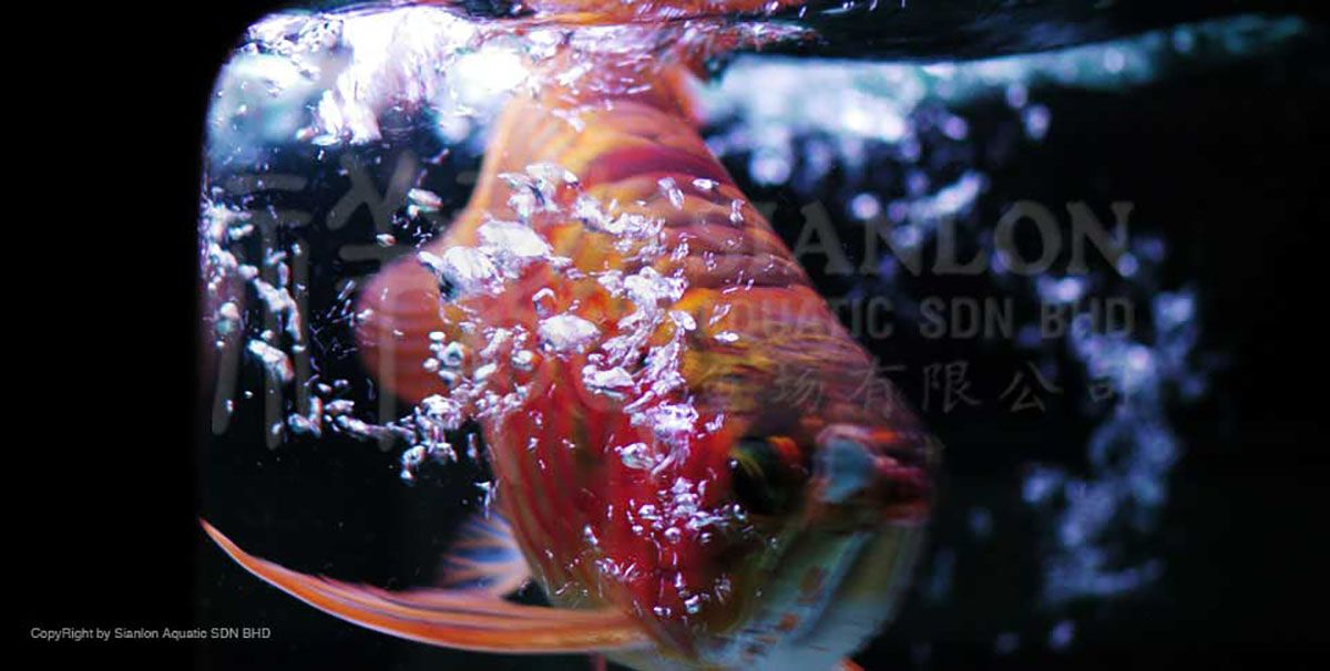 祥龍魚場介紹