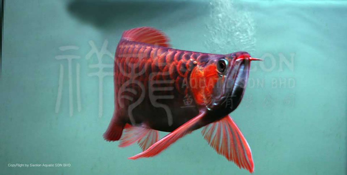 祥龍魚場介紹