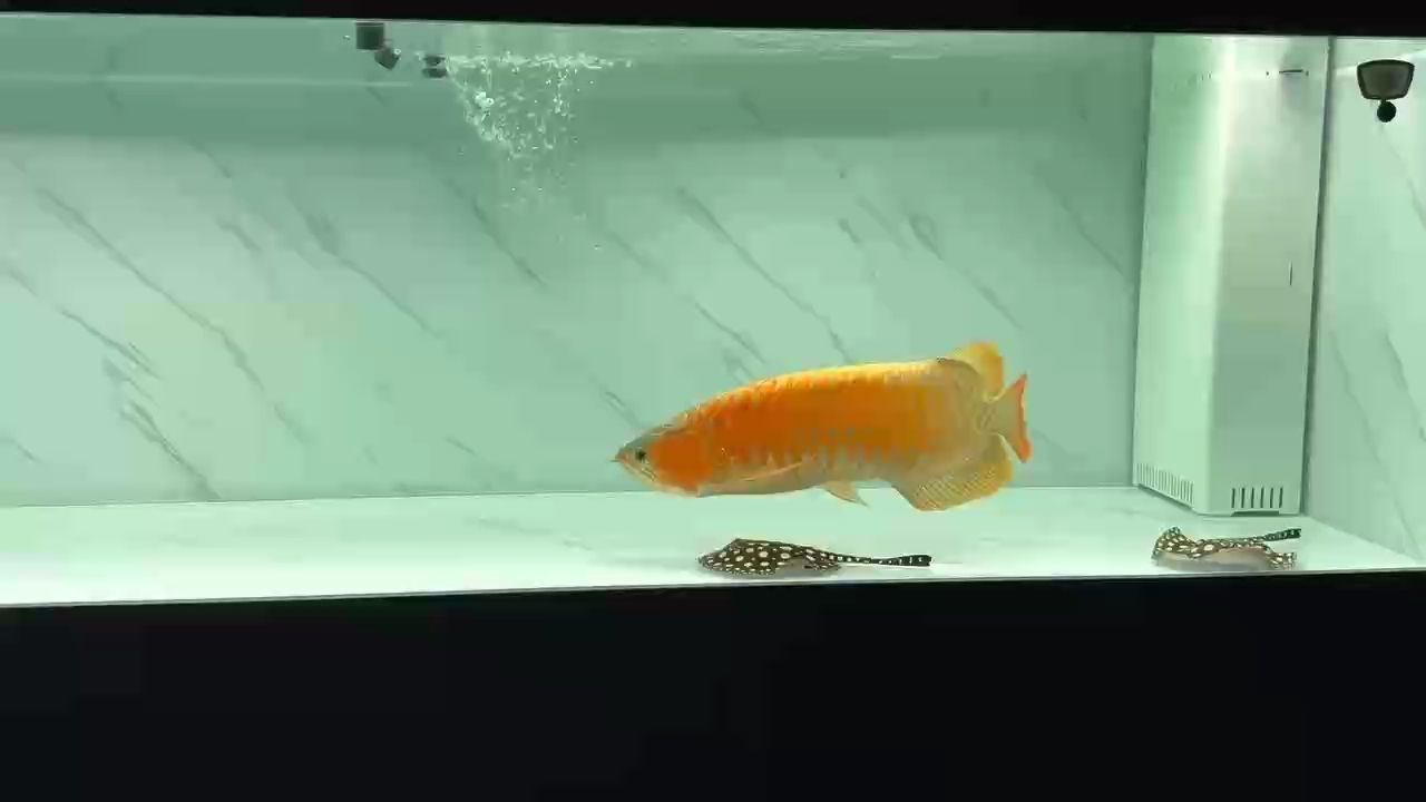 頂級貨
