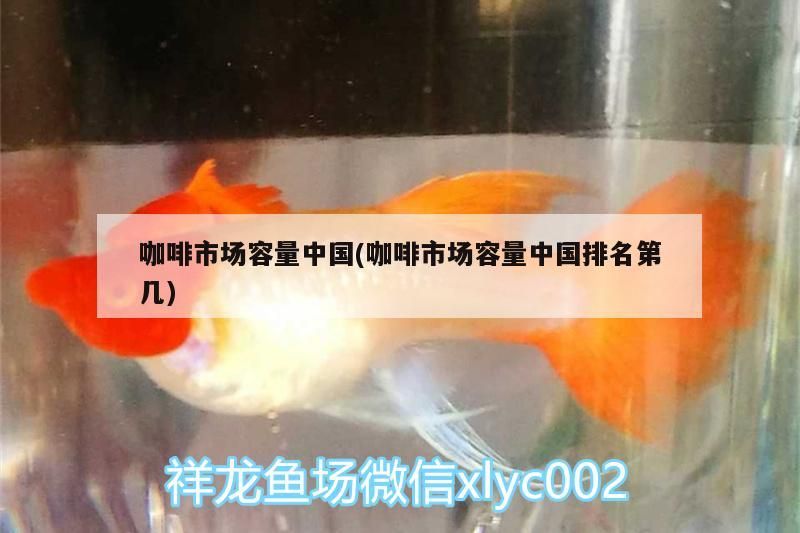 咖啡市場容量中國(咖啡市場容量中國排名第幾)