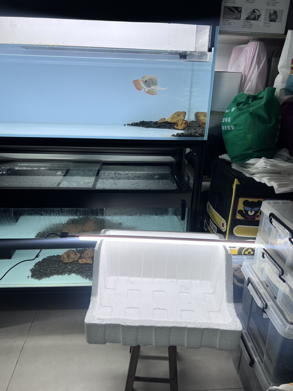 前段時間升仔自己撞斷了胡子，因為長得不好有瑕疵。今天晚上忍不住自己動手把它剪掉，希望它能夠重新長直長好！[qiang]