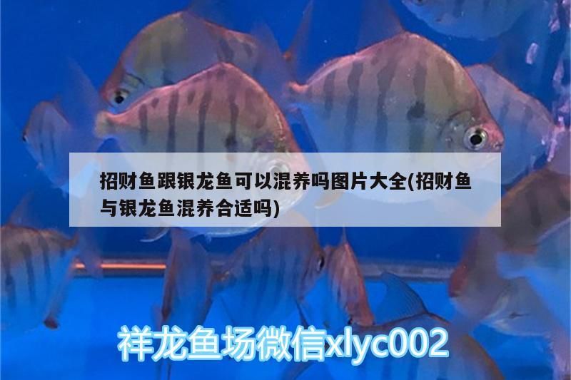 招財魚跟銀龍魚可以混養嗎圖片大全(招財魚與銀龍魚混養合適嗎)